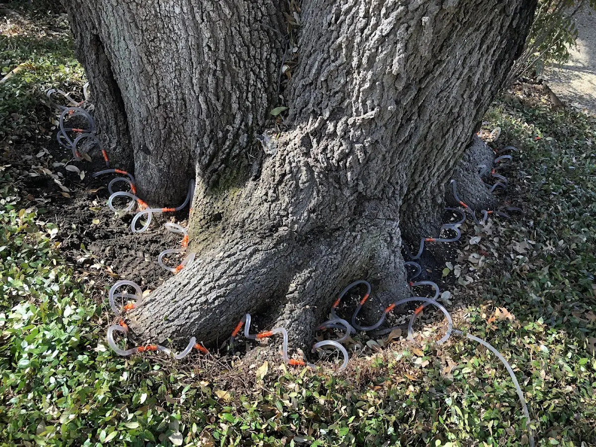 Detailed Tree Cabling and Bracing job site in Trevorton